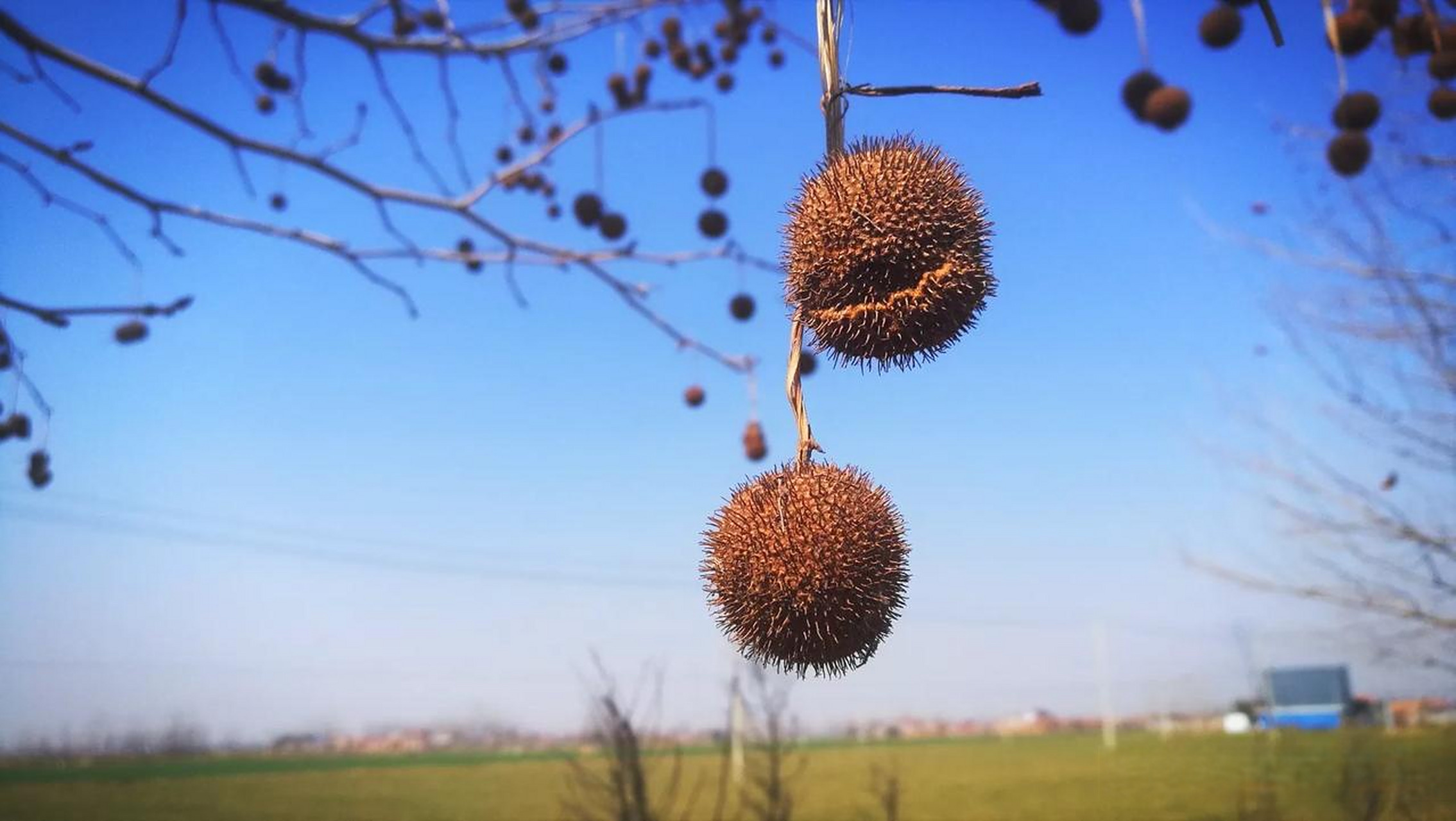 小毛球儿,青桐树的果实. 外观像榴莲,里面是黄色的毛絮.