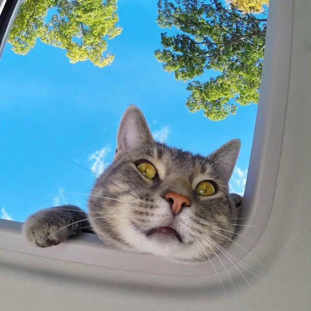 自拍猫manny头像精选 自拍猫manny和小伙伴的自拍日常.