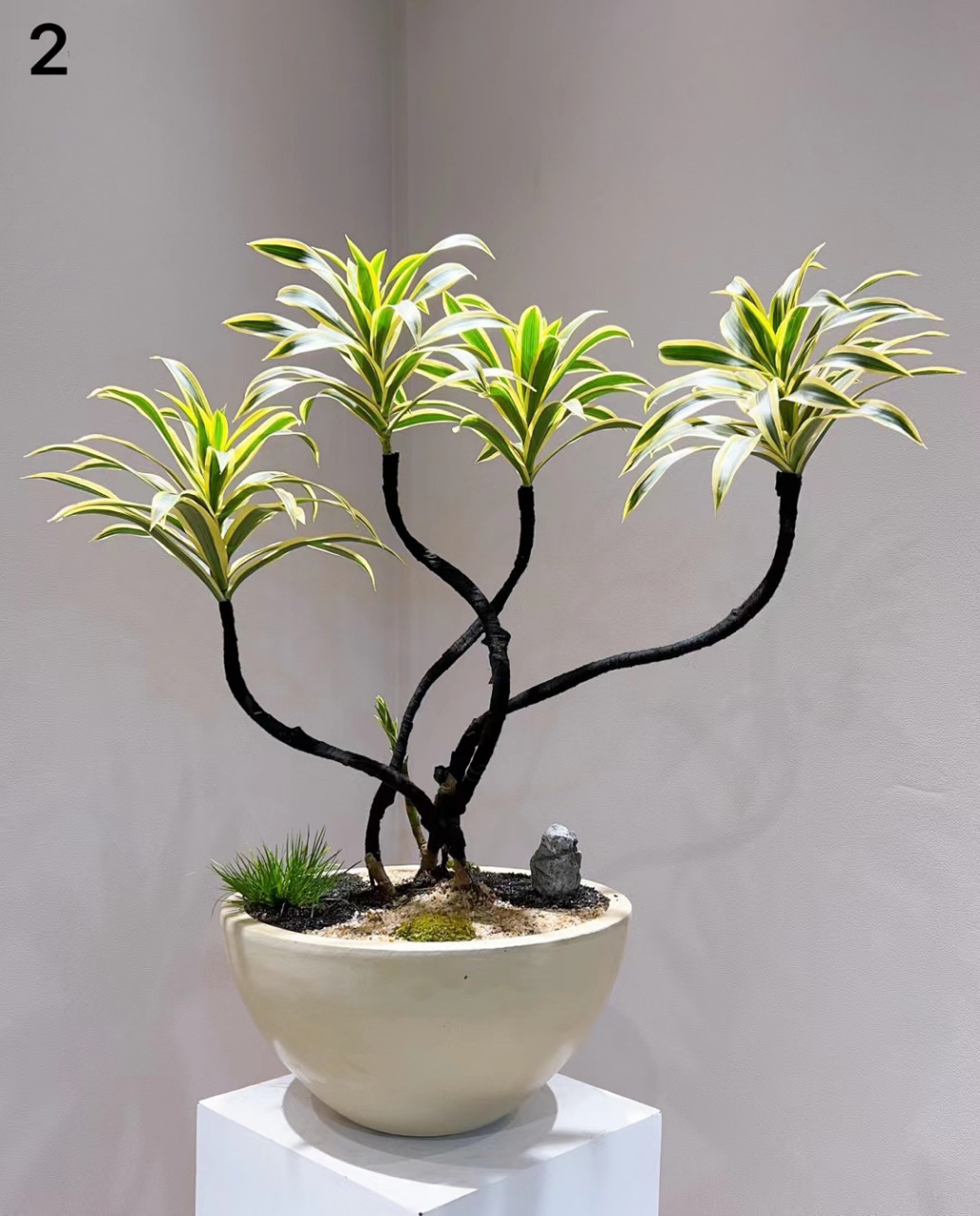 造型金边百合竹除了贵没啥毛病 造型金边百合竹除了贵没啥毛病.