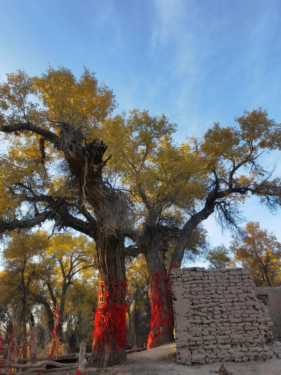 轮台塔里木胡杨林公园 166胡杨树很多,我10.