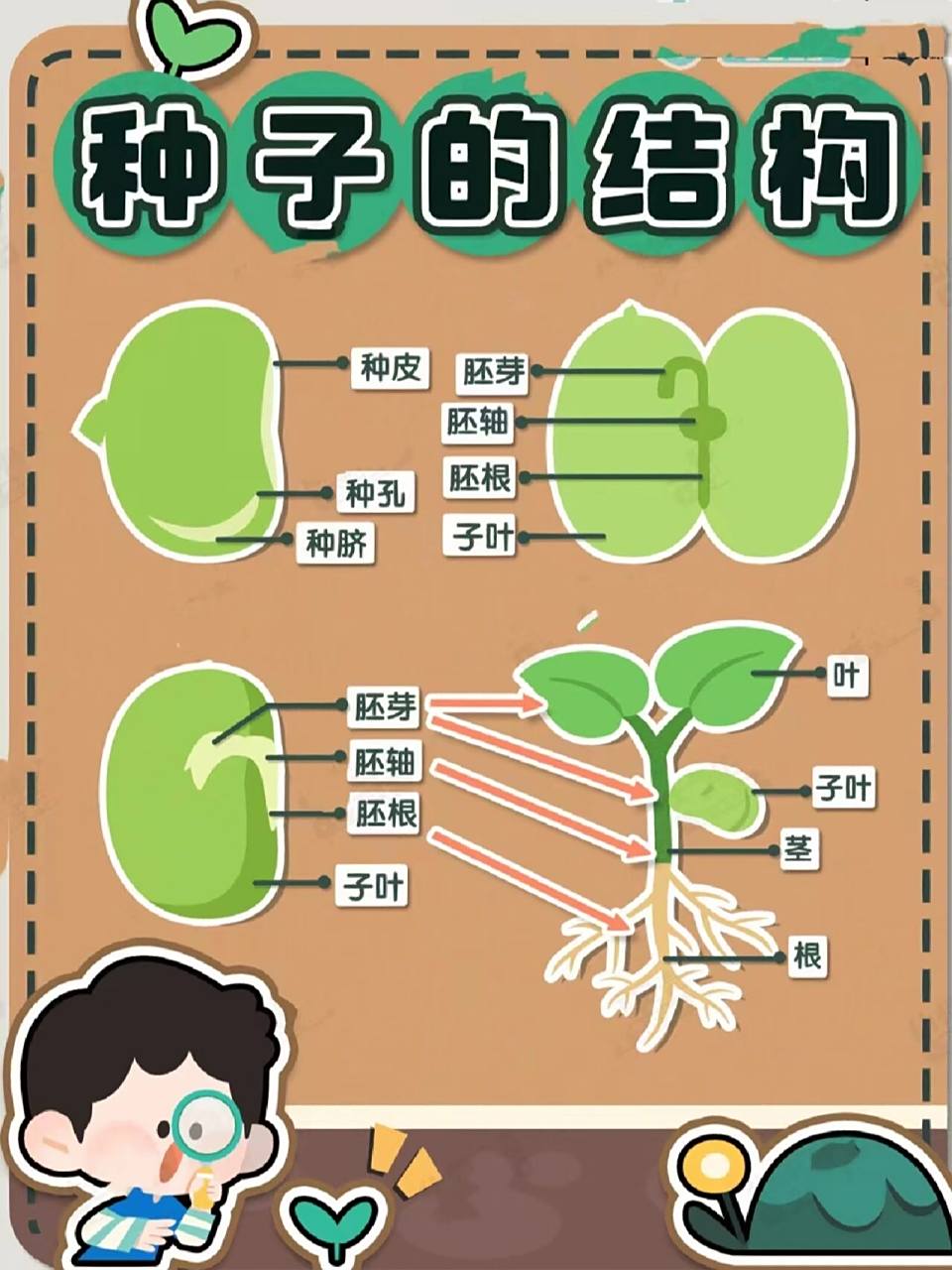 种子的结构 种子的结构,可打印环创图.