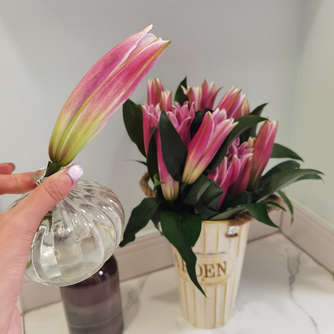 星光百合-大花多头 星光百合 粉粉嫩嫩特别少女的一款清香型百合