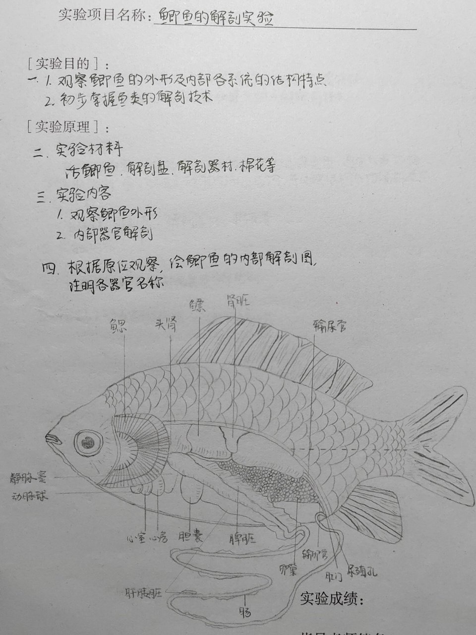 鲫鱼的解剖图图片