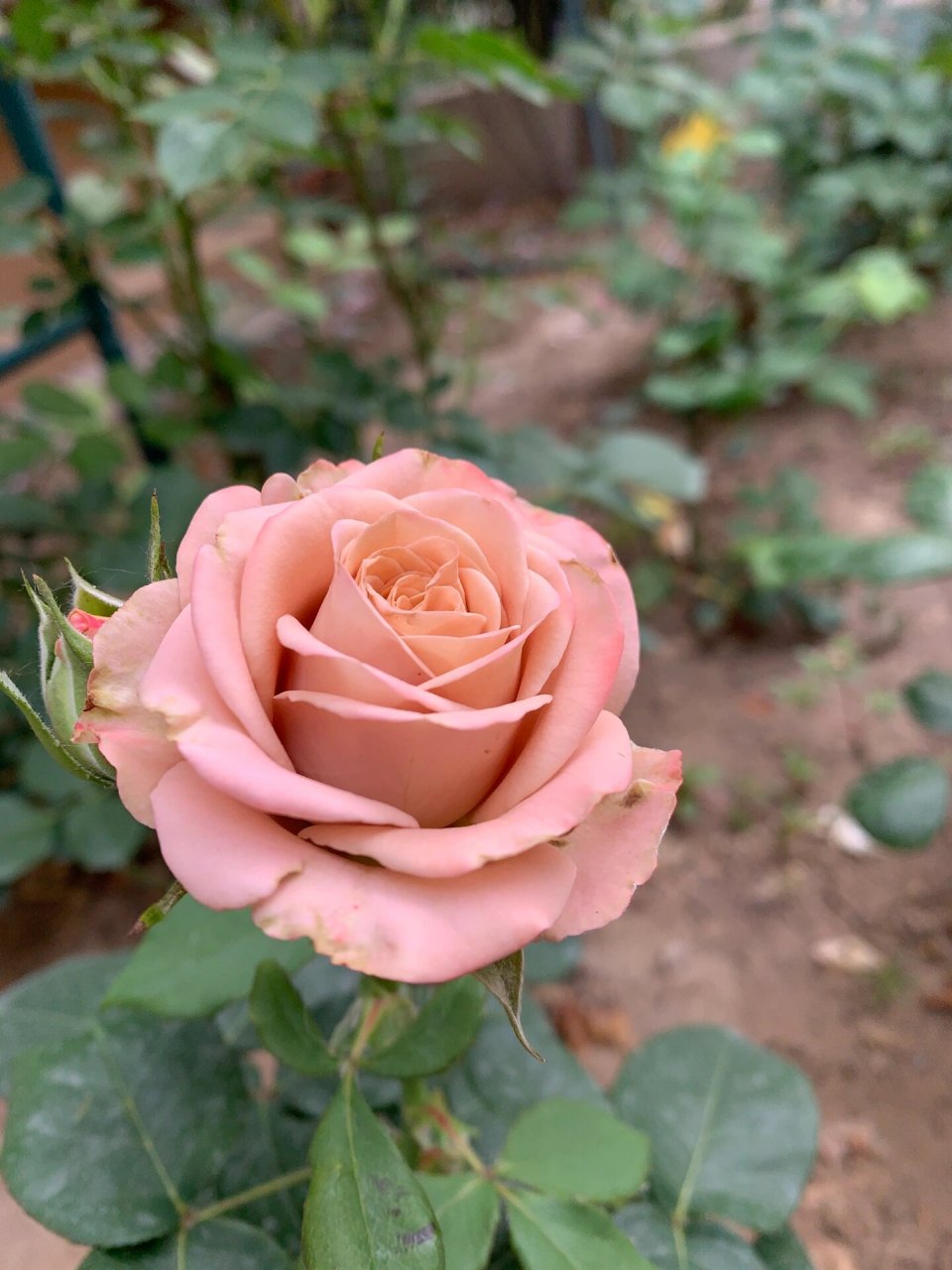 卡布奇诺月季 天气太热了,卡布奇诺也开的很勉强