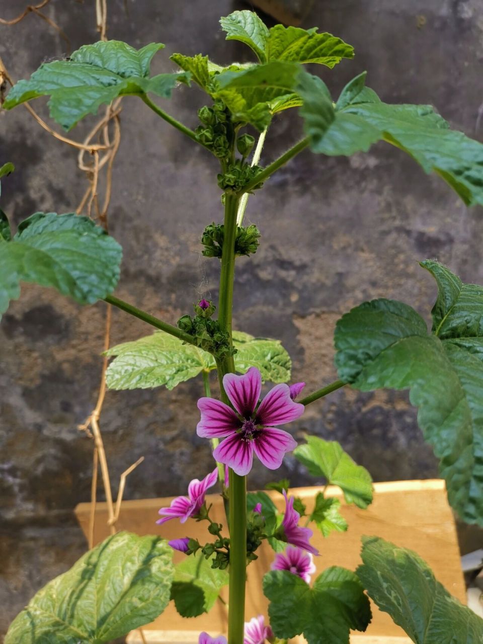 【锦葵】是一味药食同源的植物. 有清热利湿,理气通便的功效.