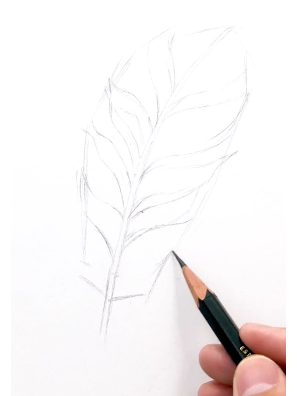 素描羽毛教程(内附详细过程图