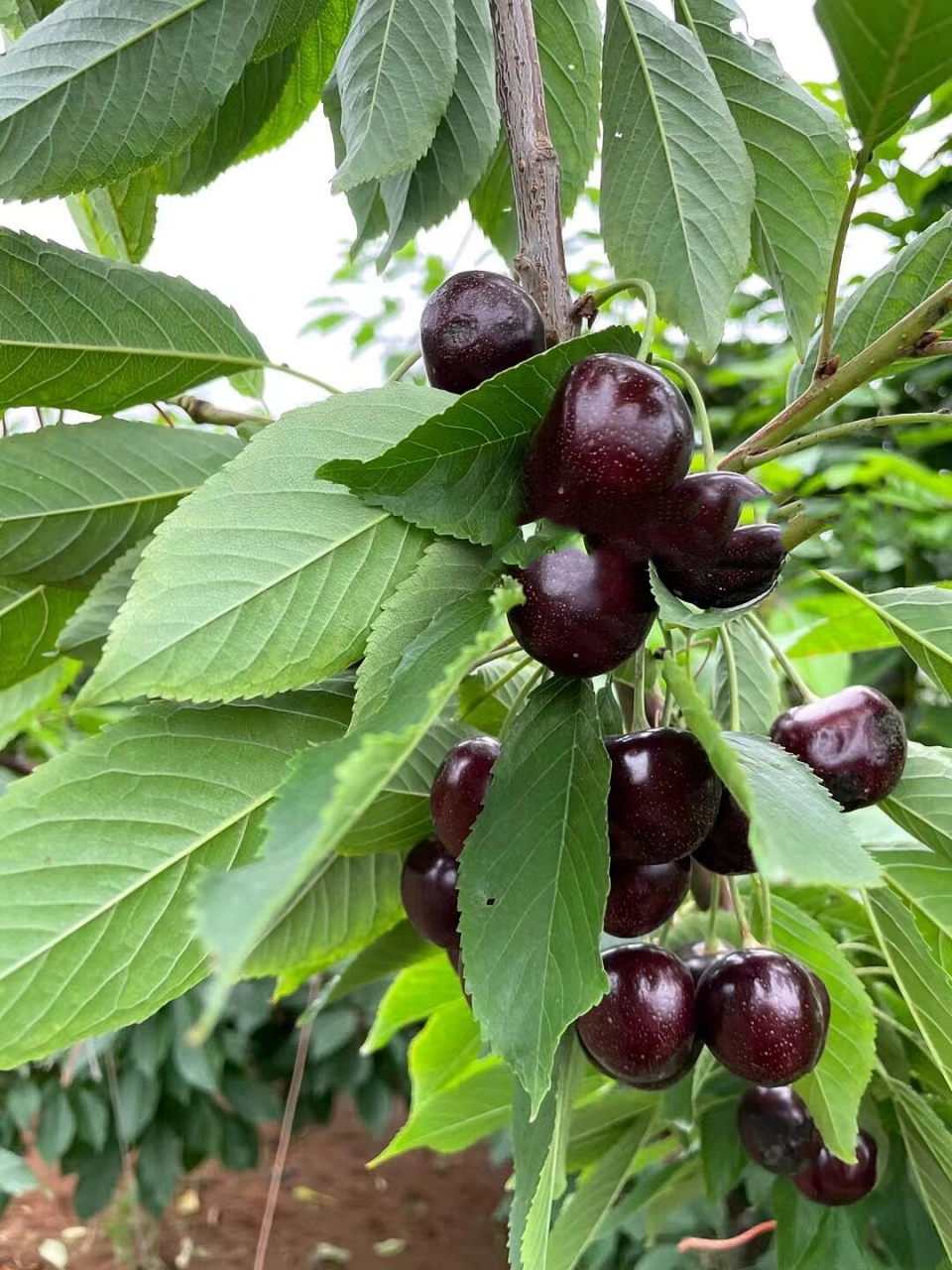 全网最低价的超大果冰库大樱桃,硬脆黑齁甜 超级大果的冰库大樱桃,全