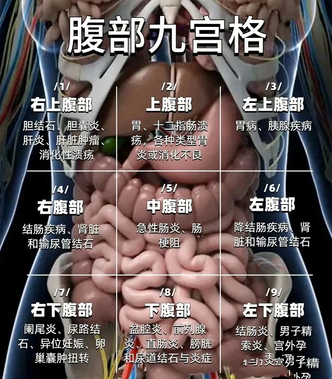 腹部疼,又不知道是哪个器官? 腹部九宫格来了.