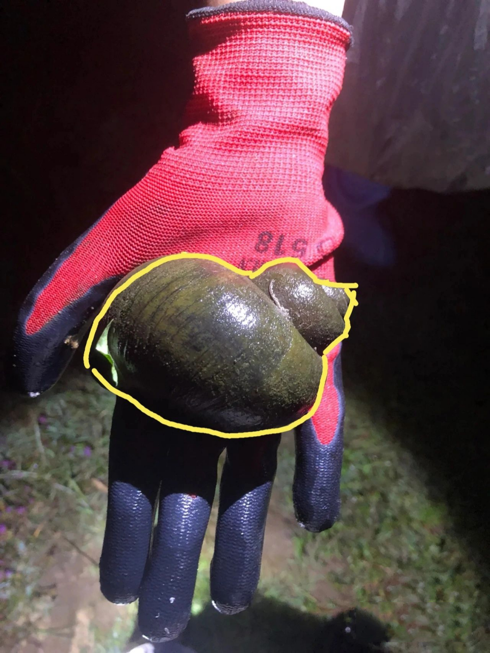 争议很大的那个田螺福寿螺帖子.