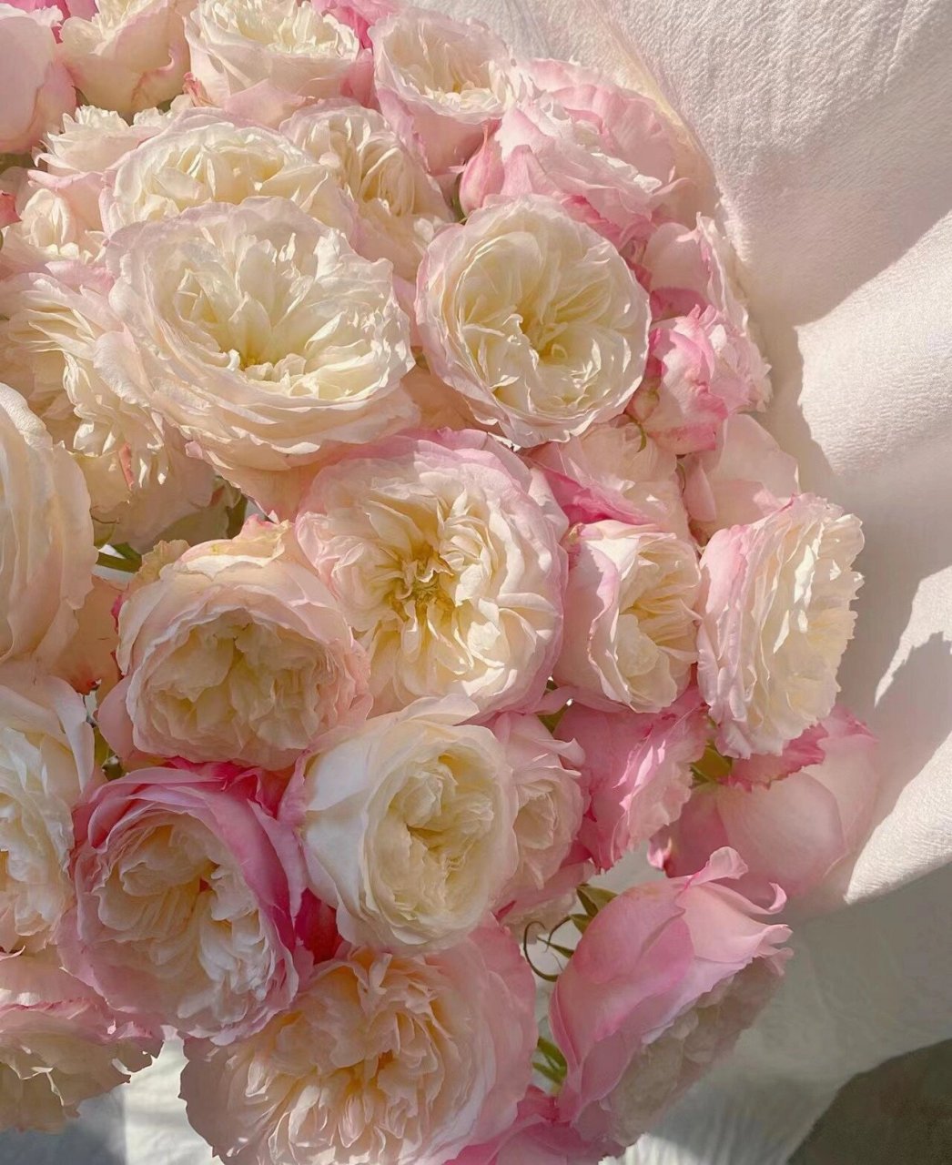 凯拉玫瑰,逆天的美呀……  凯拉花色是腮红,粉红和奶油色混合,带有一