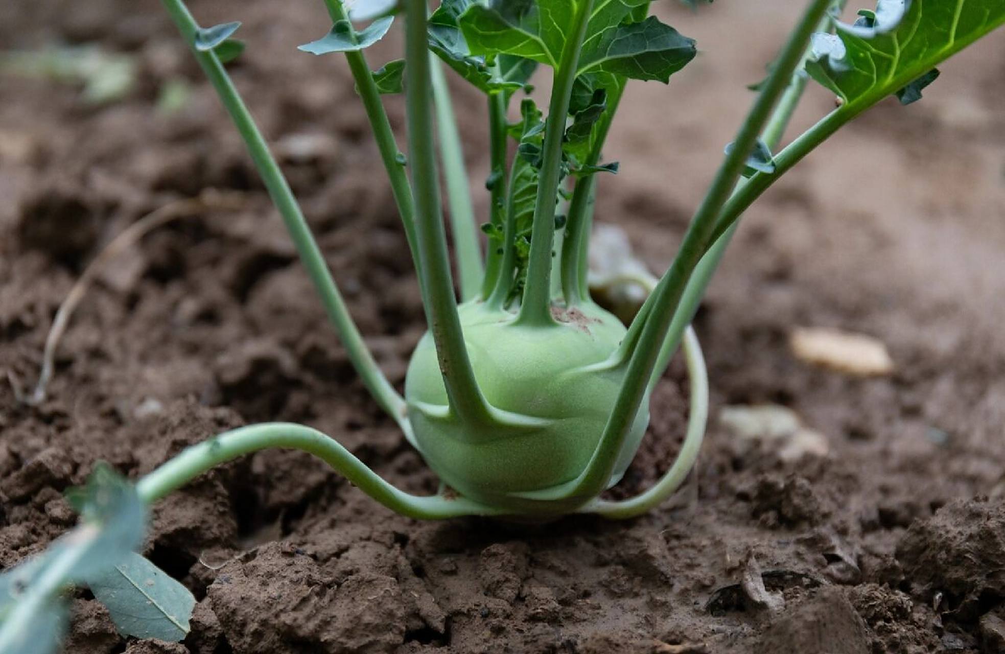 『球茎甘蓝 擘蓝 茄莲 苤蓝』 这个菜的别名实在是太多了,各个地方的