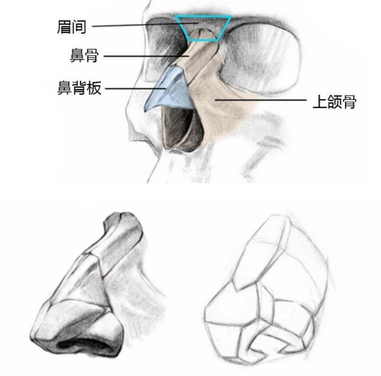 鼻子图形结构图片