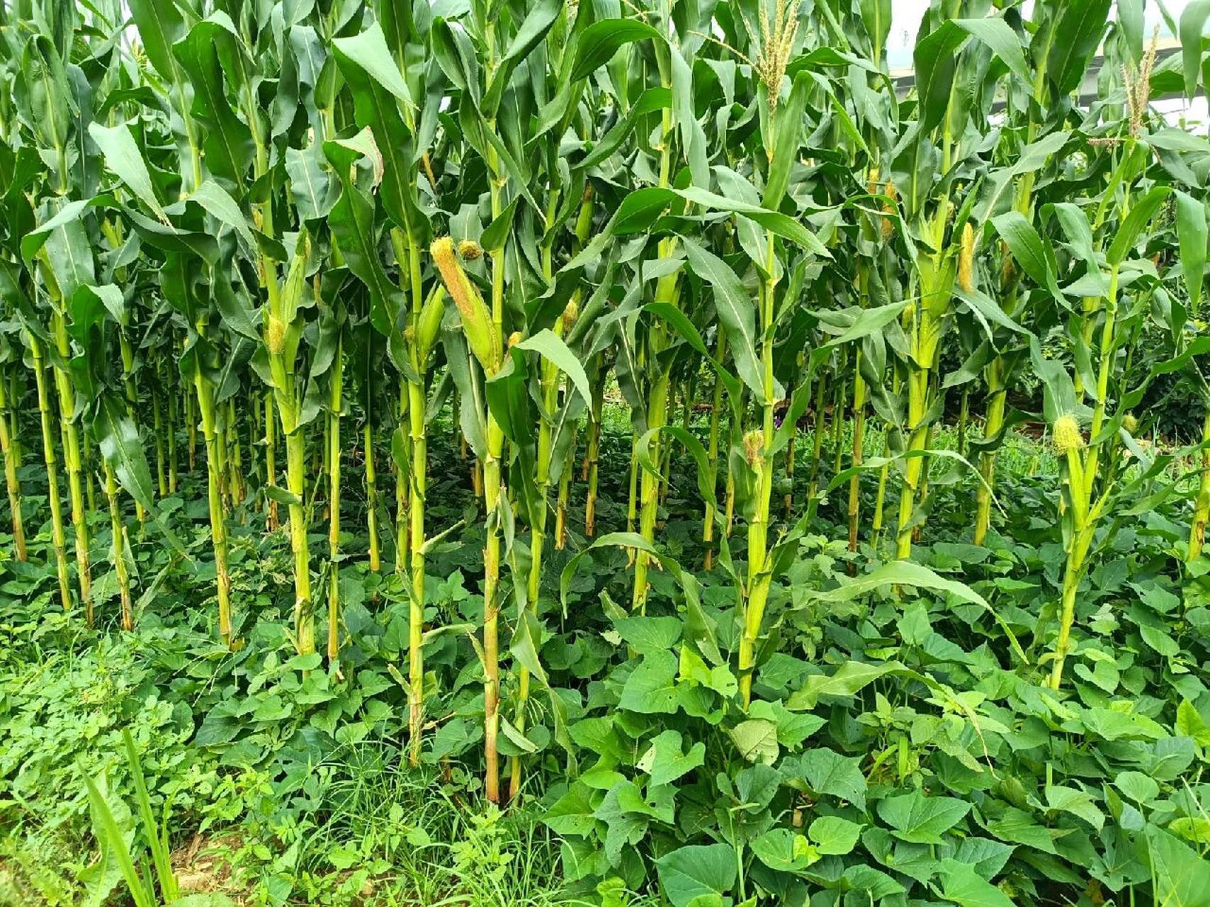 玉米红薯套种 舅妈家的玉米地, 套种,玉米间隔还种了红薯,一高一矮.