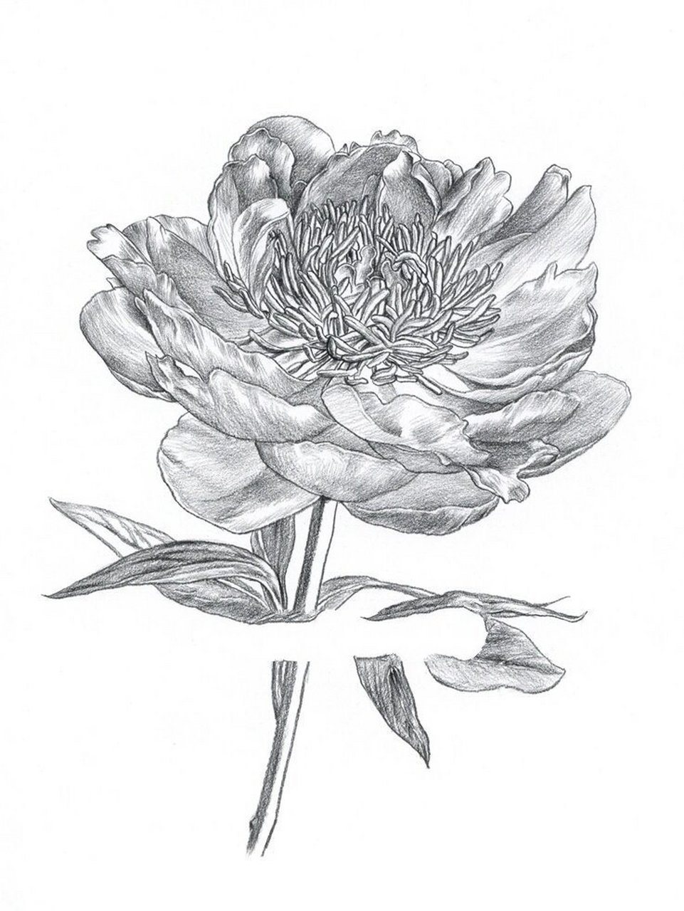 素描花卉芍药绘画 花卉素描绘画步骤