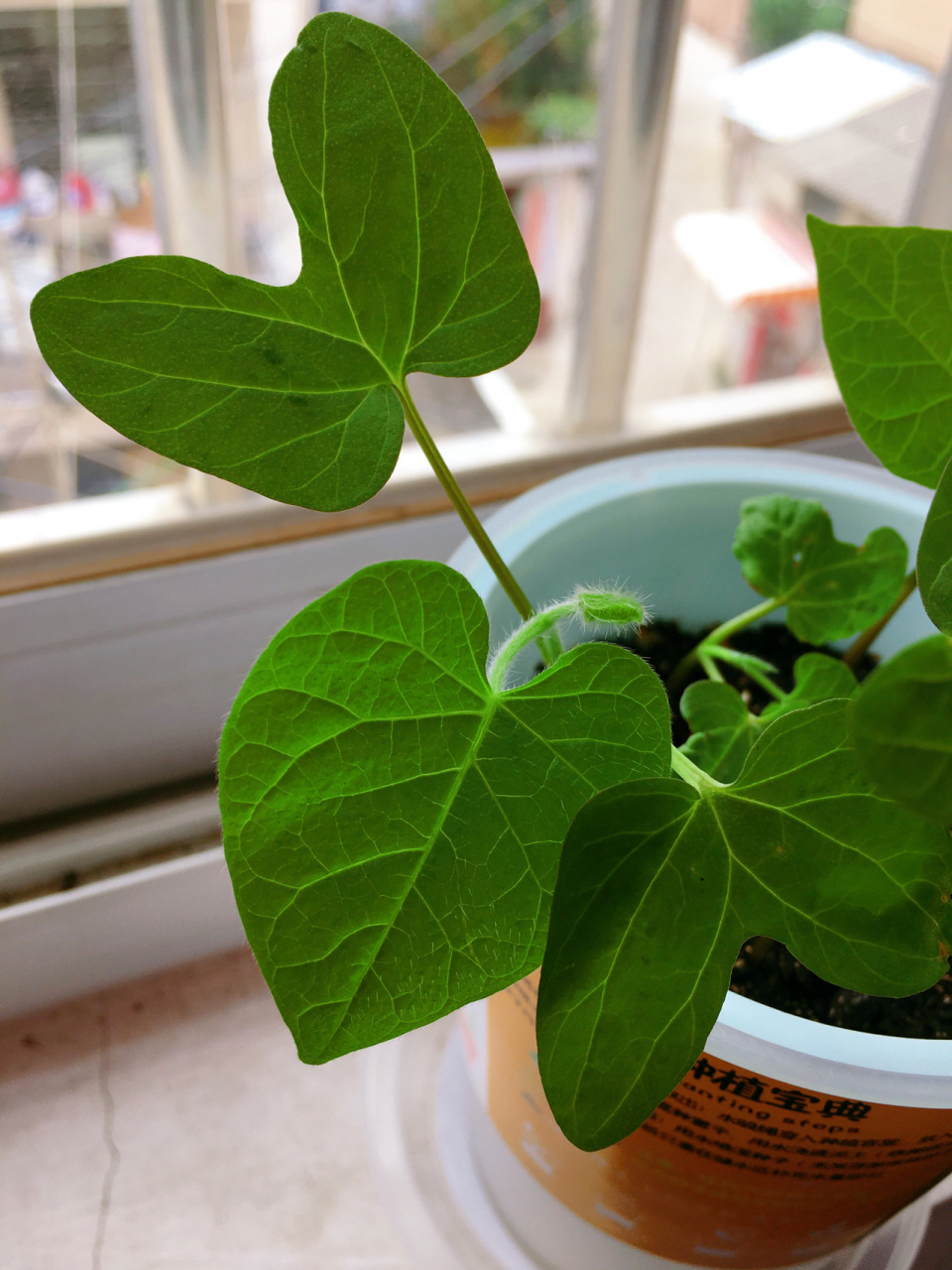 记录一下自己种的牵牛花,从发芽到开花96