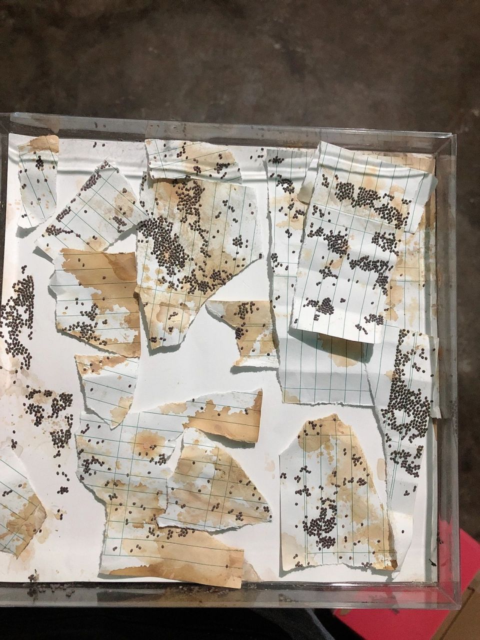 蚕卵如何孵化99 去年留了一批黑卵(没放冰箱),一只没出来.