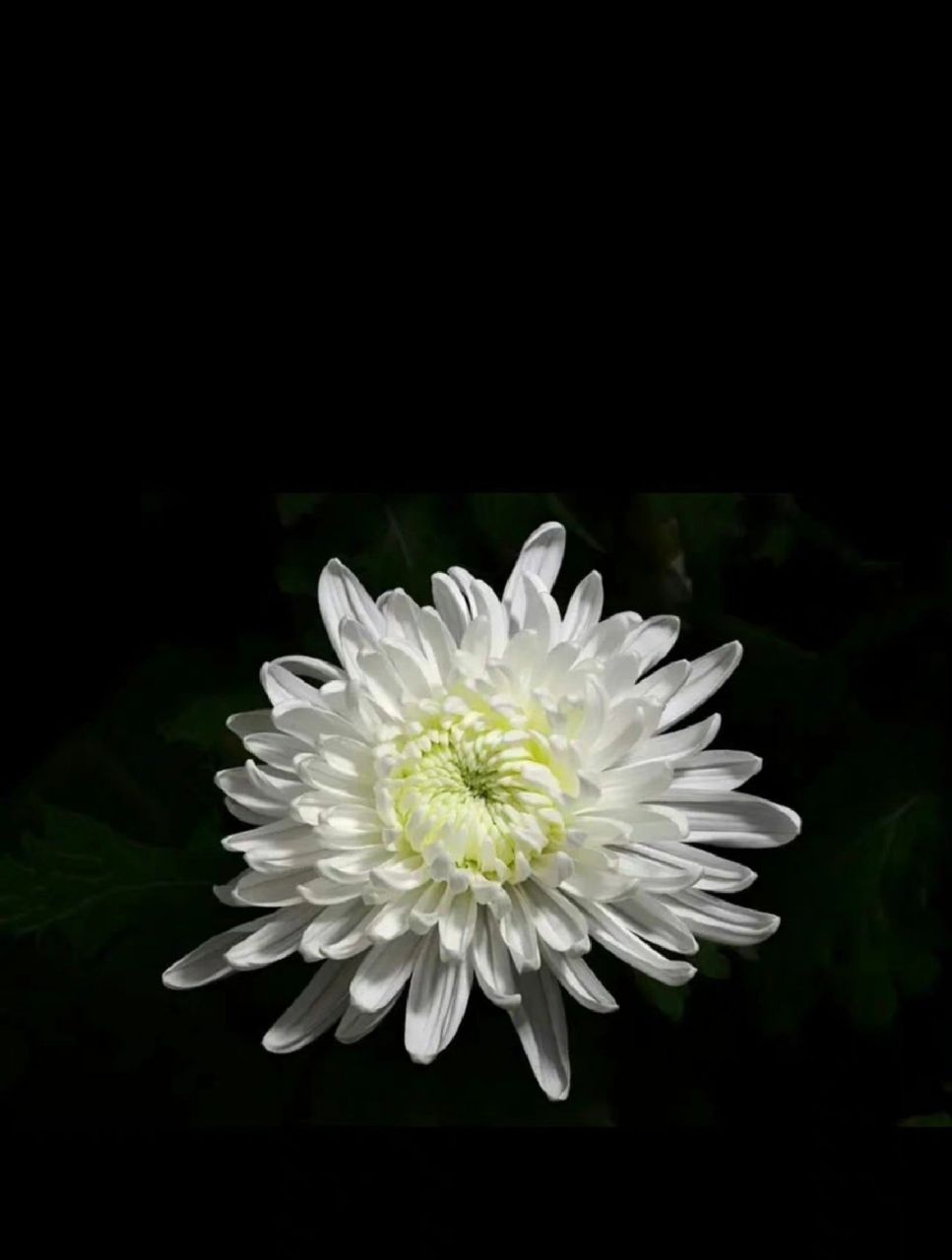 朋友圈出现了第一个讣告,唉. 朋友圈出现了第一个讣告,唉.