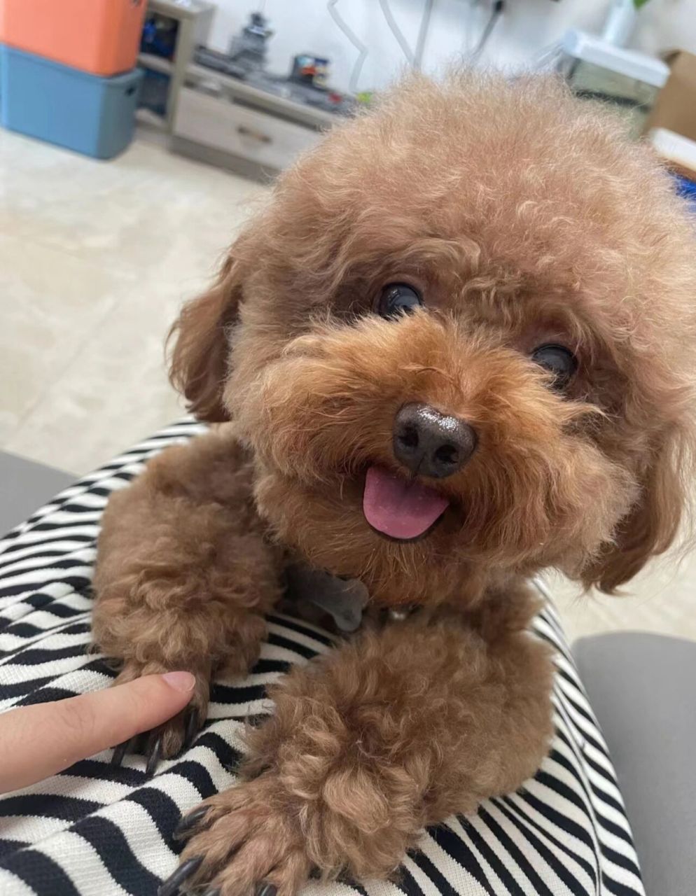 治疗全过程分享 019969♀15说一下我家狗狗的情况,5岁泰迪