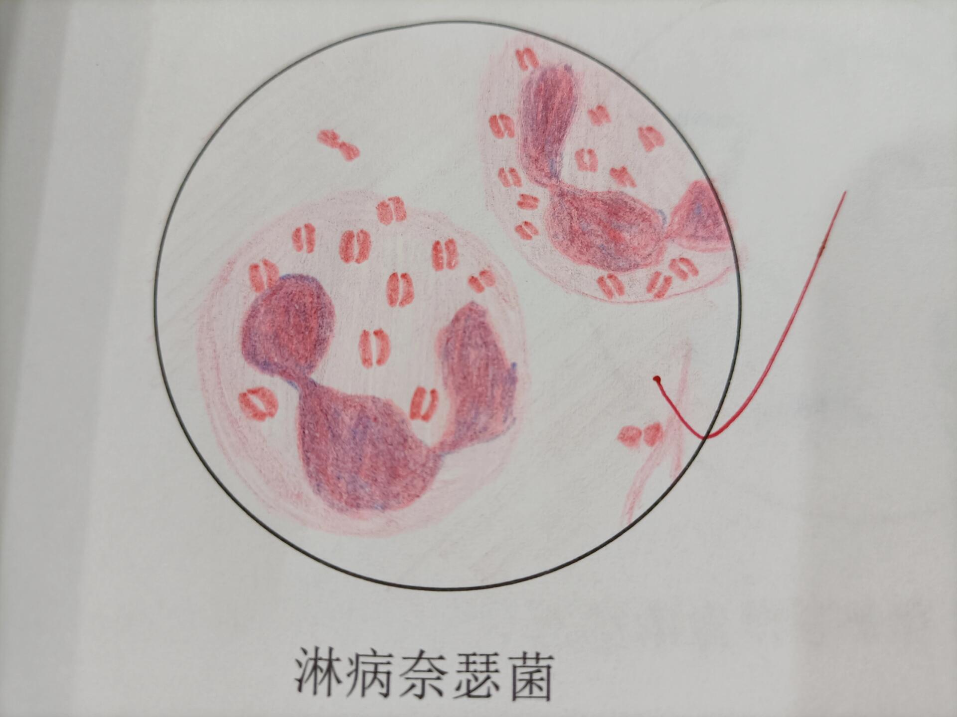 产气荚膜杆菌手绘图图片