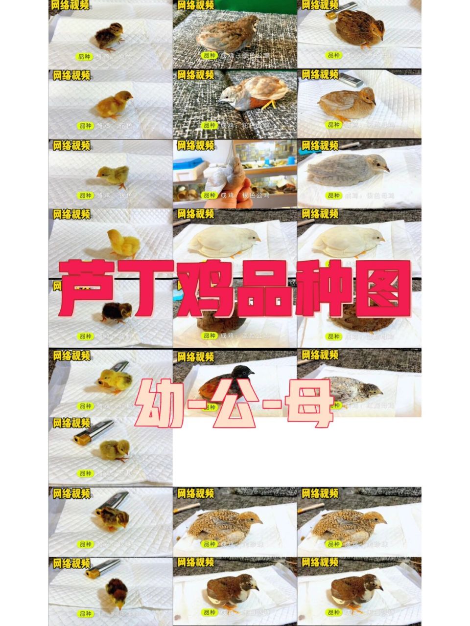芦丁鸡品种图收集 那天看了一个比较全的品种视频 为了便于对比,截图