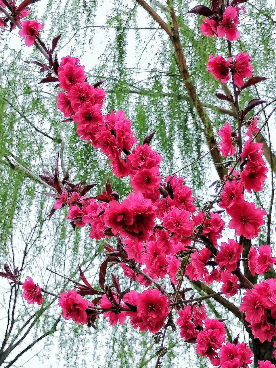 发一张你手机里的风景照片