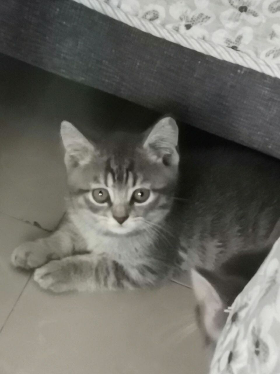 蓝猫和狸花猫的串串 取名儿了,叫胖墩儿,可调皮了,刚来三天,到处拉屎