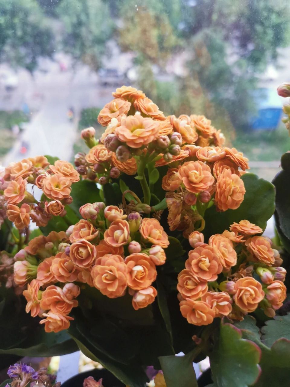 长寿花 卡布奇诺