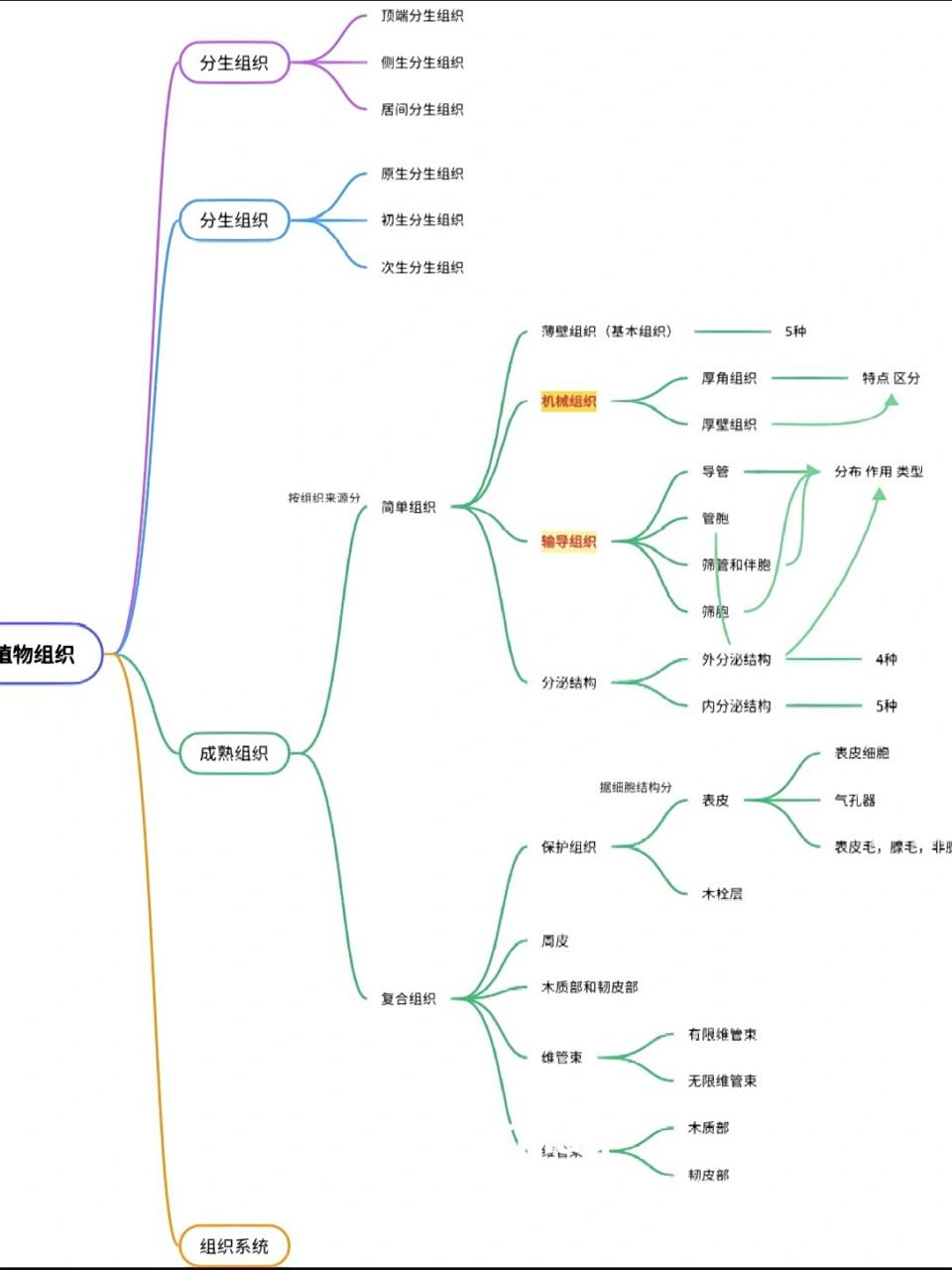 植物组织思维导图