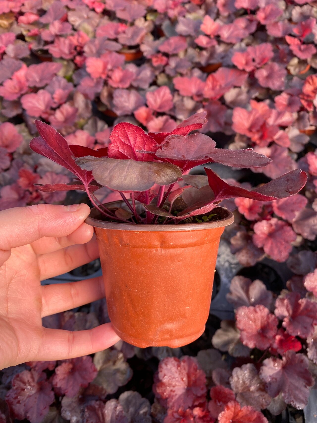 矾根红色系列最红的两个品种 16615—56615张红色警戒,666