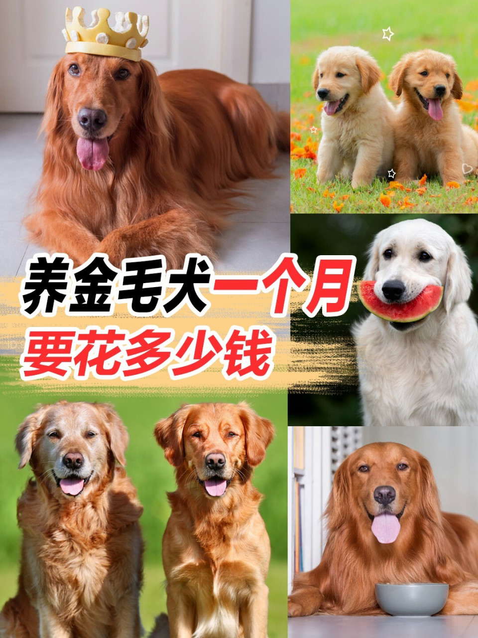 【养金毛犬,一个月要花多少钱】9090 你有没有统计过,养金毛,一个