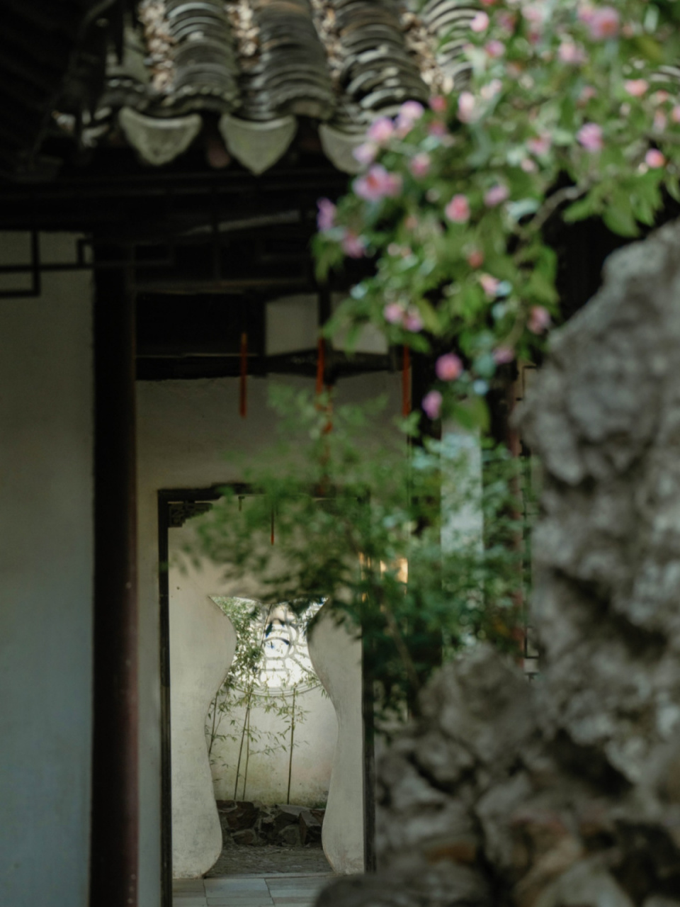 沧浪亭一隅 窥见最美山茶花【诗意江南 玉阶香馥郁,清阴亦可爱.