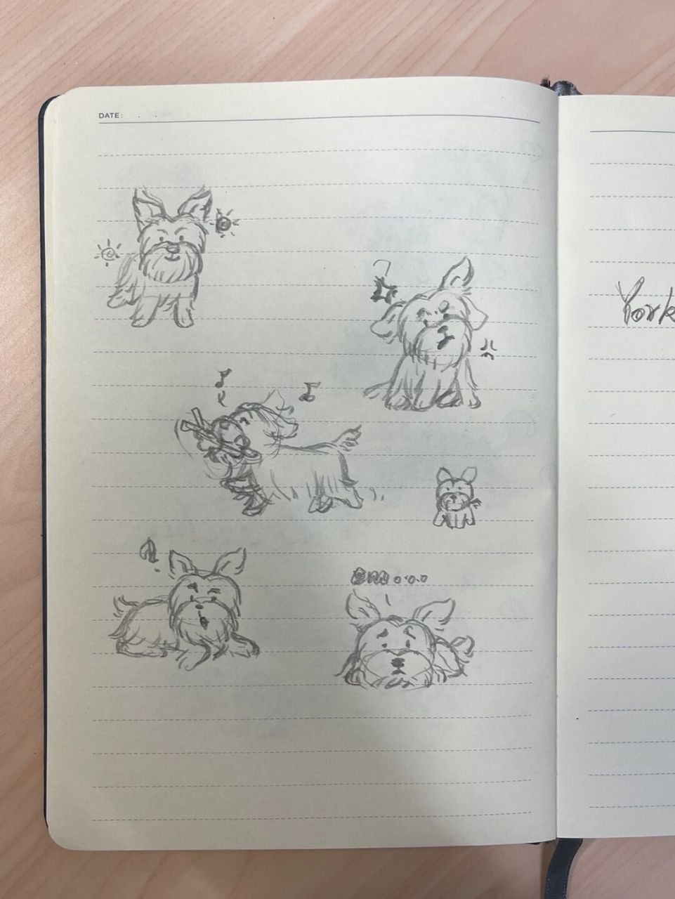 98狗狗简笔画100-3|约克夏|手帐素材94 约克夏的耳朵像个大蝴蝶!