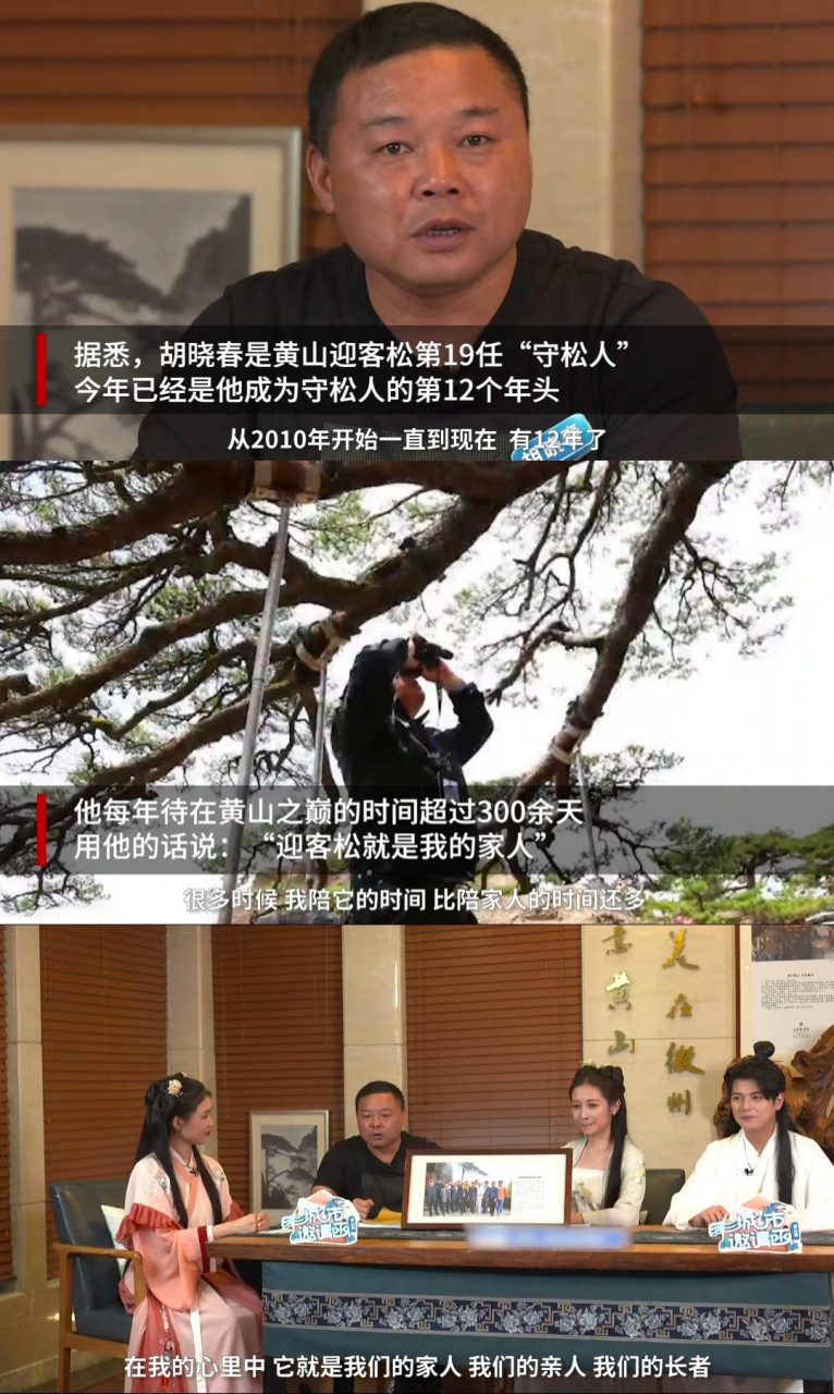 80后大叔专职守护迎客松十余年# 人与环境,生态之间的关系从来都不是