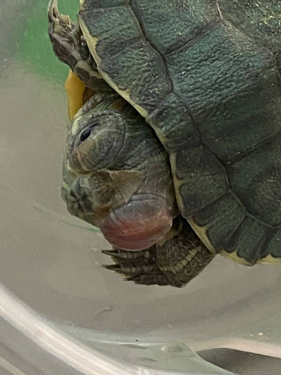 乌龟的眼睛睁不开不知道咋了 在网上买的小乌龟,拿回来的时候就成这样