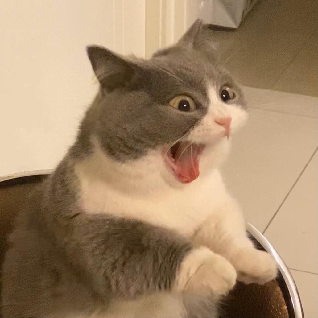 猫猫搞怪表情包!适合做头像分享!