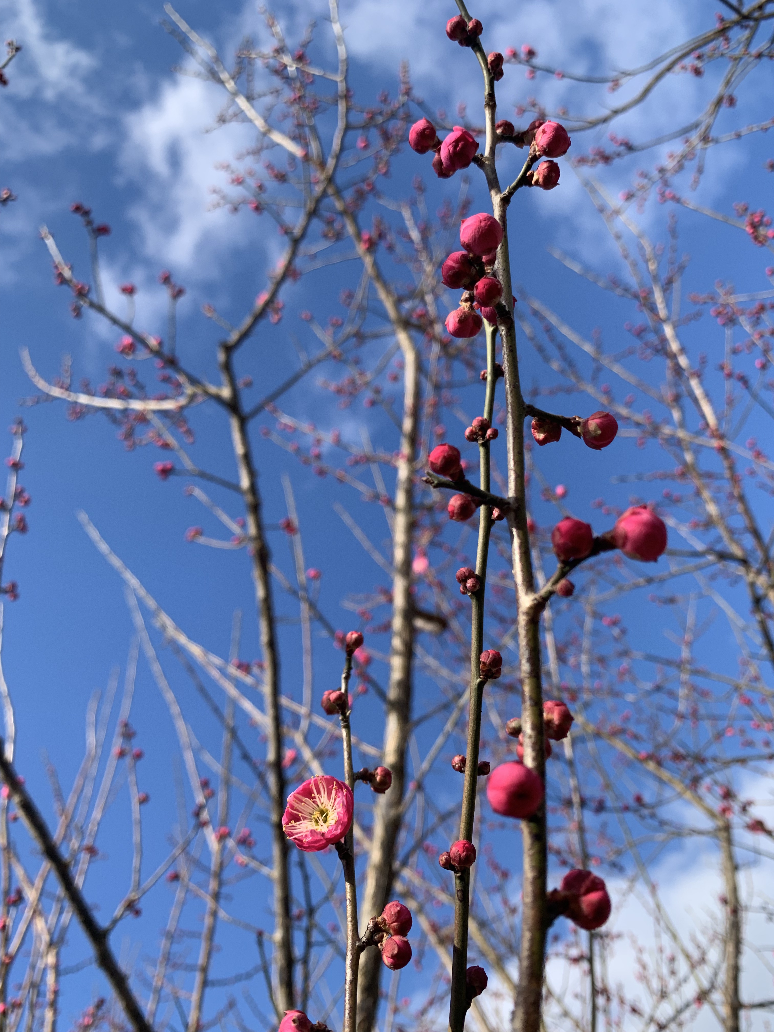 蓝天下的梅花图片图片