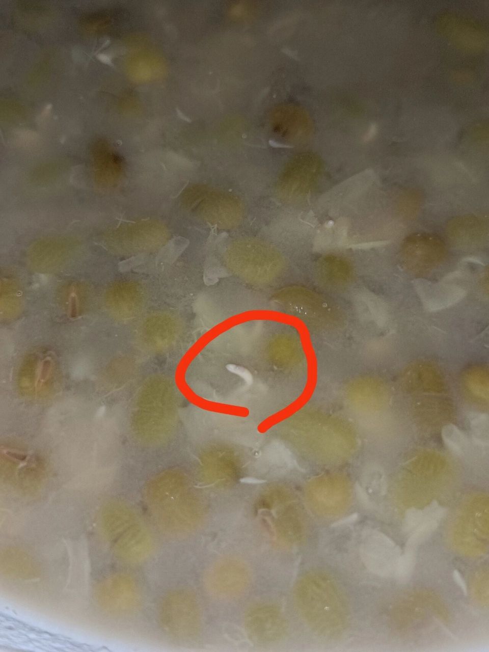 新买的绿豆,这是虫子吗?