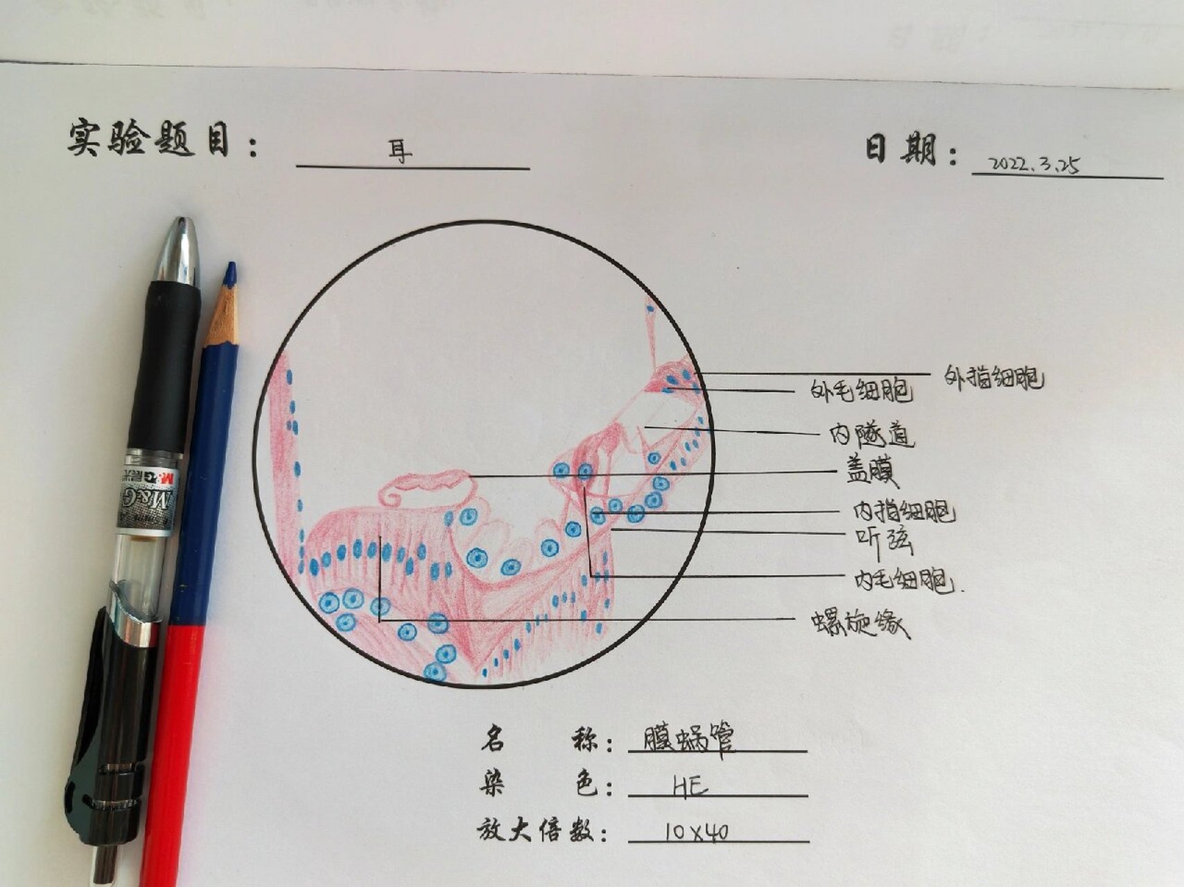 神经元 耳红蓝铅笔图 实验课作业