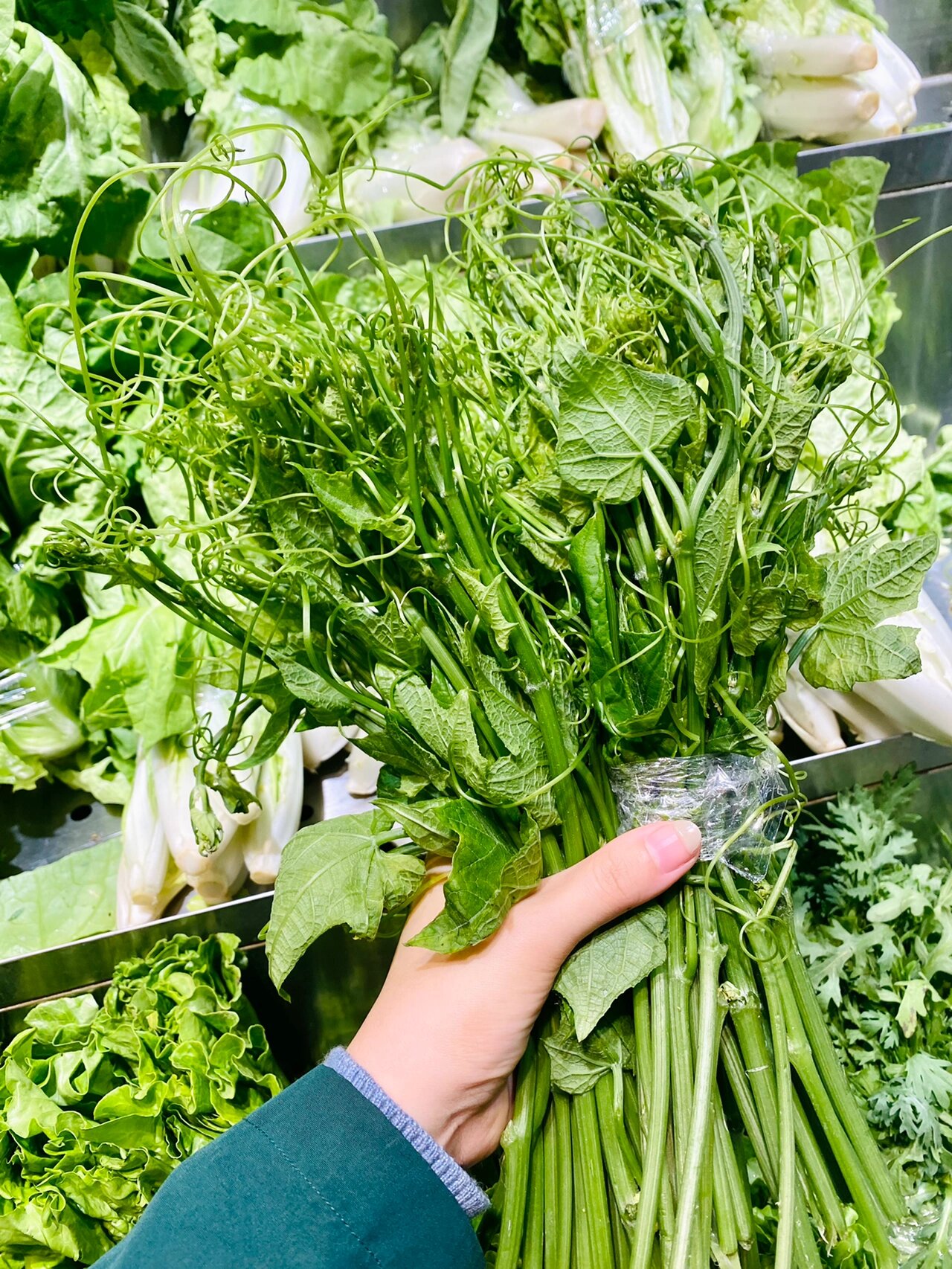 请大数据推给没吃过佛手瓜苗龙须菜的人6015 素炒佛手瓜苗,清甜好