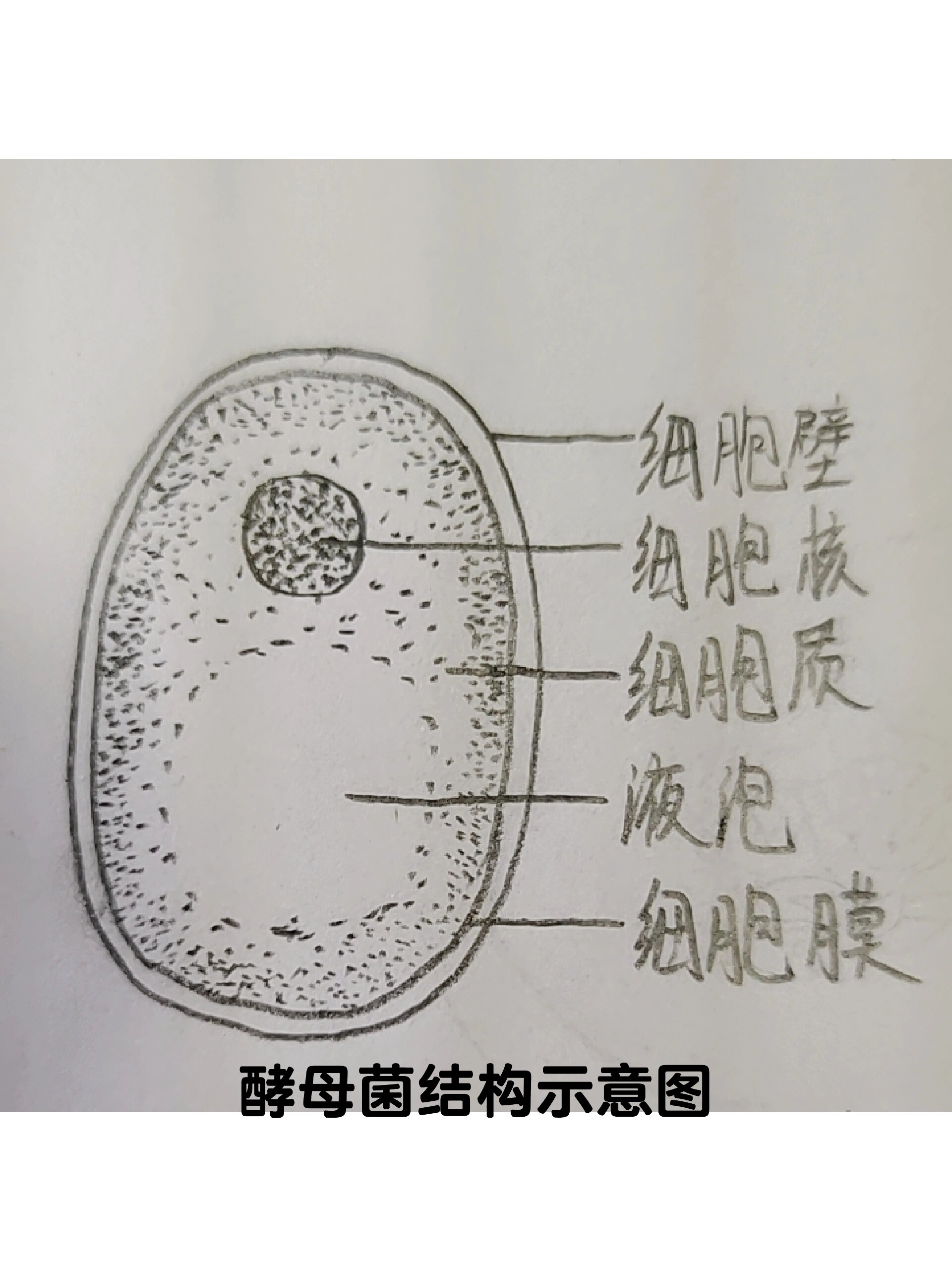 八年级上册生物酵母菌结构示意图