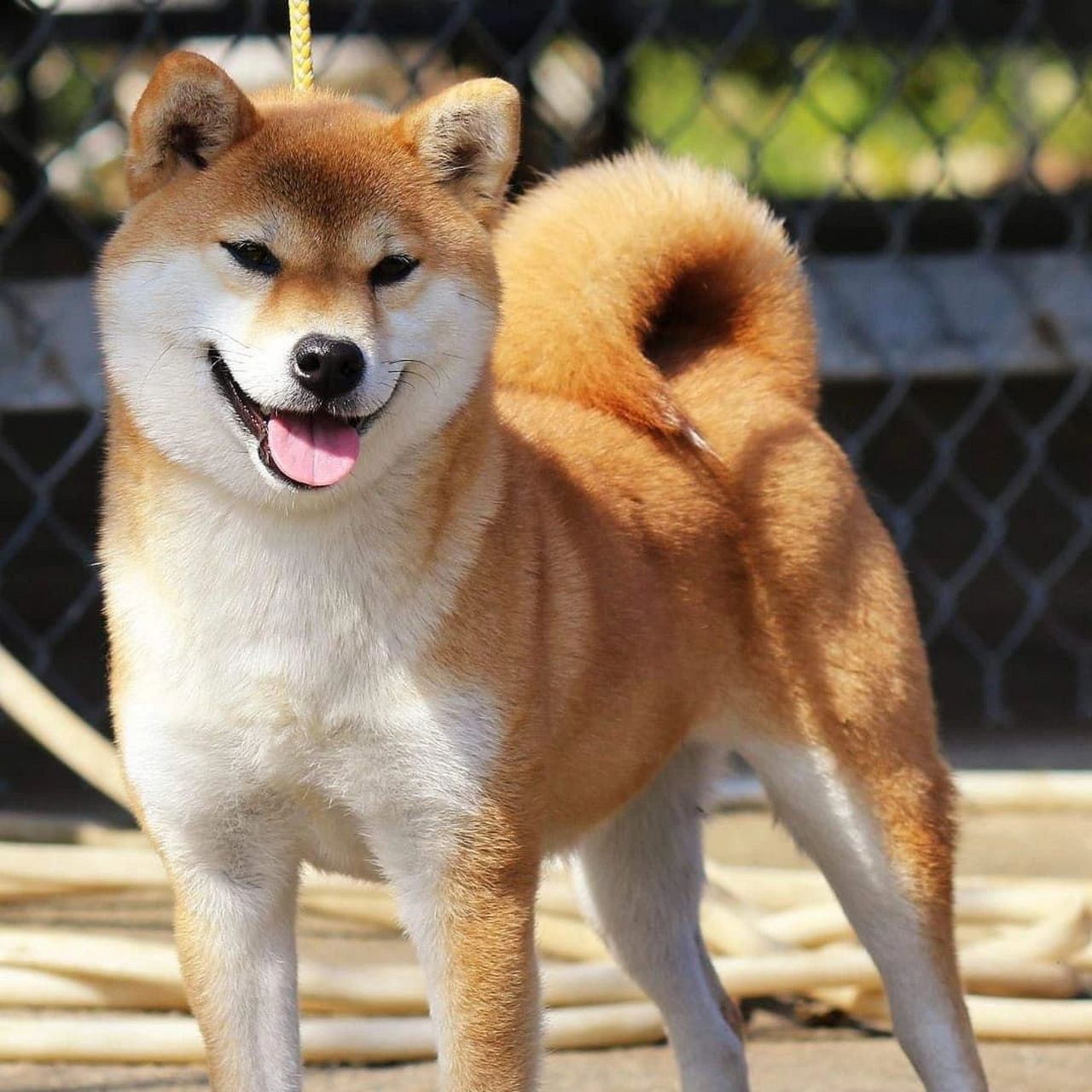 日本柴犬|种公欣赏