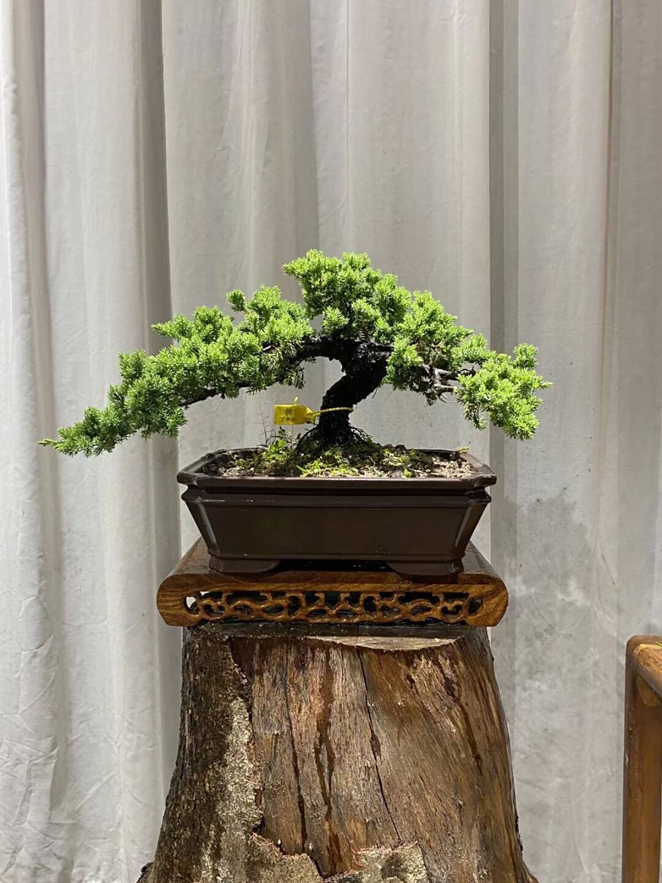 老桩飘枝新西兰珍珠柏 新西兰珍珠柏是真柏变异品种,它的基因改变形成