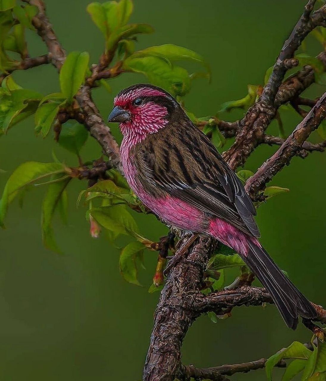 朱雀 #朱雀# #鸟类# #保护动物# #观鸟