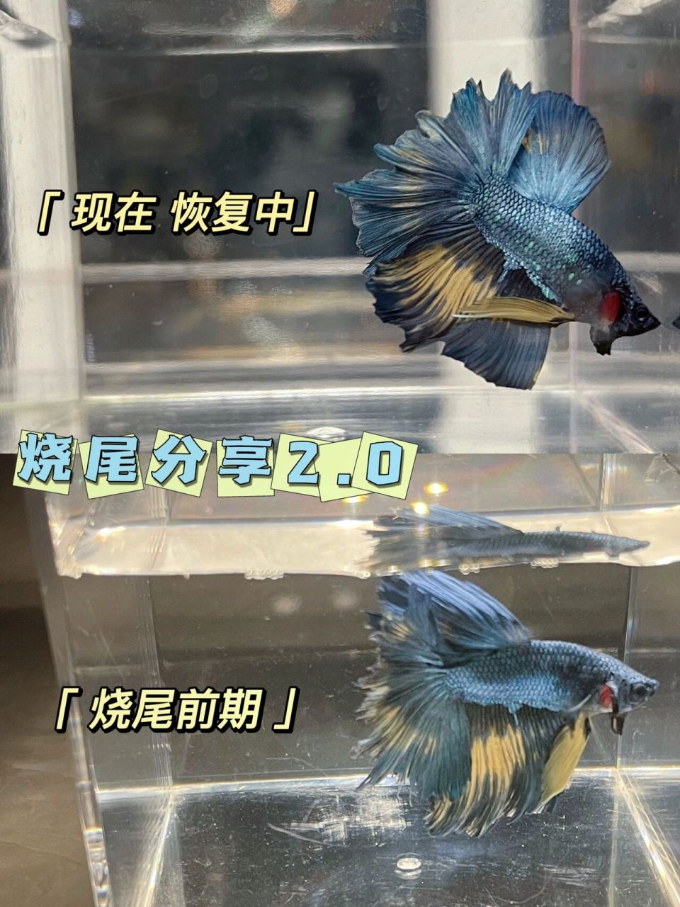 斗鱼烧尾分享2.0  为什么泡了药还没长好?