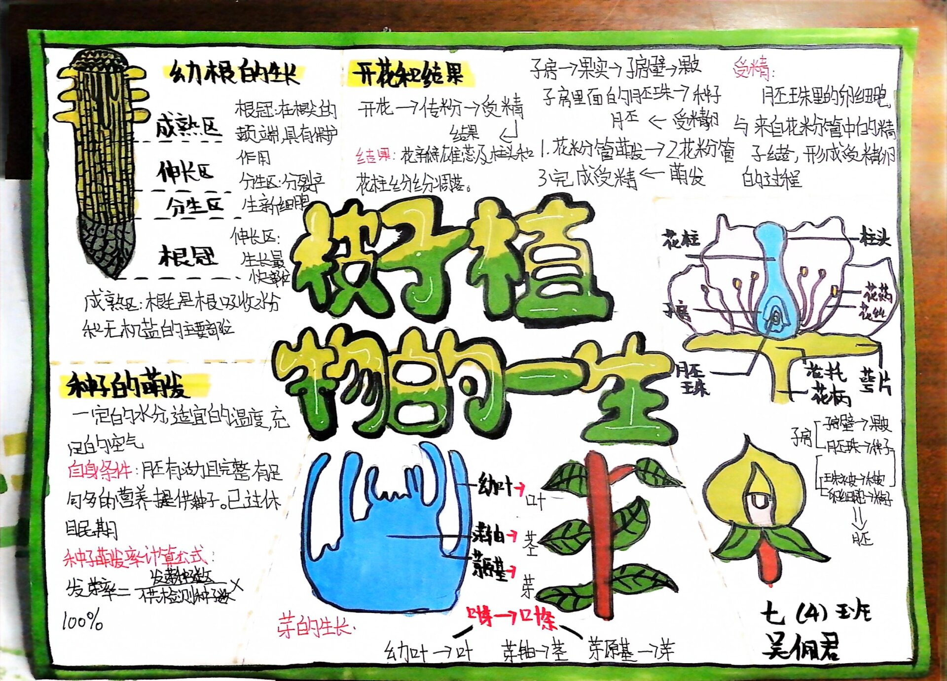 《被子植物的一生》思维导图