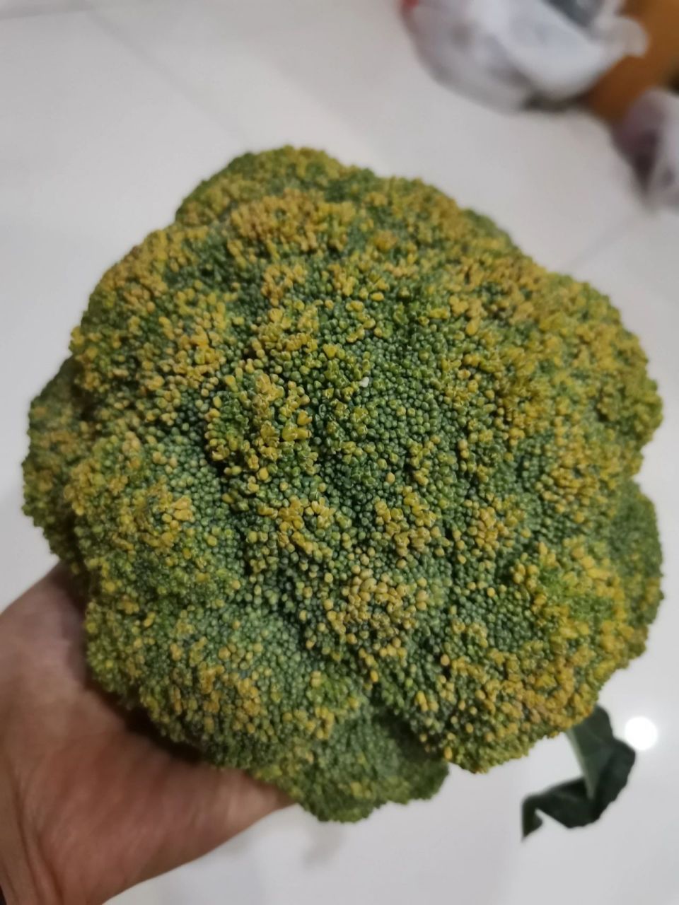 新买的西兰花快开花了,还能吃吗 我是等着它开花呢,还是把它吃掉呢