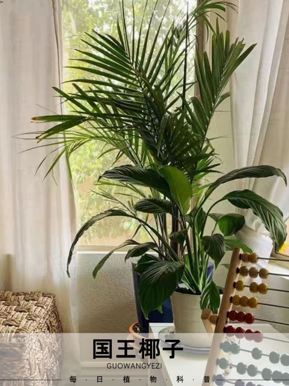 我看看谁又在说国王椰子没那么好看07 欢迎来到小花的每日植物科普