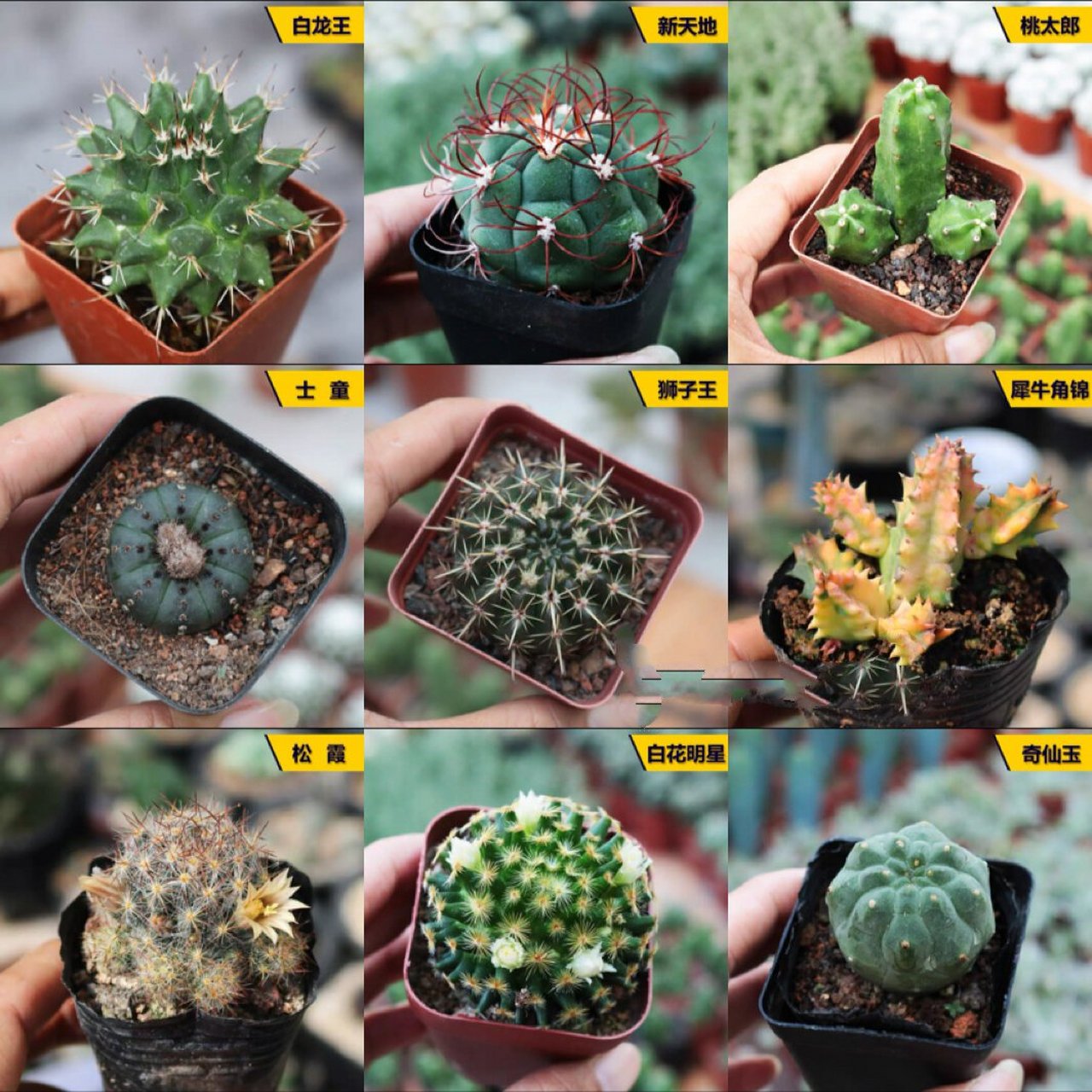 仙人掌品种大全(1) 91仙人掌,又名仙巴掌,霸王树,火焰,火掌,牛舌头