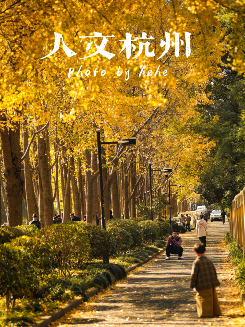 杭州朝晖公园 银杏开始黄啰 .