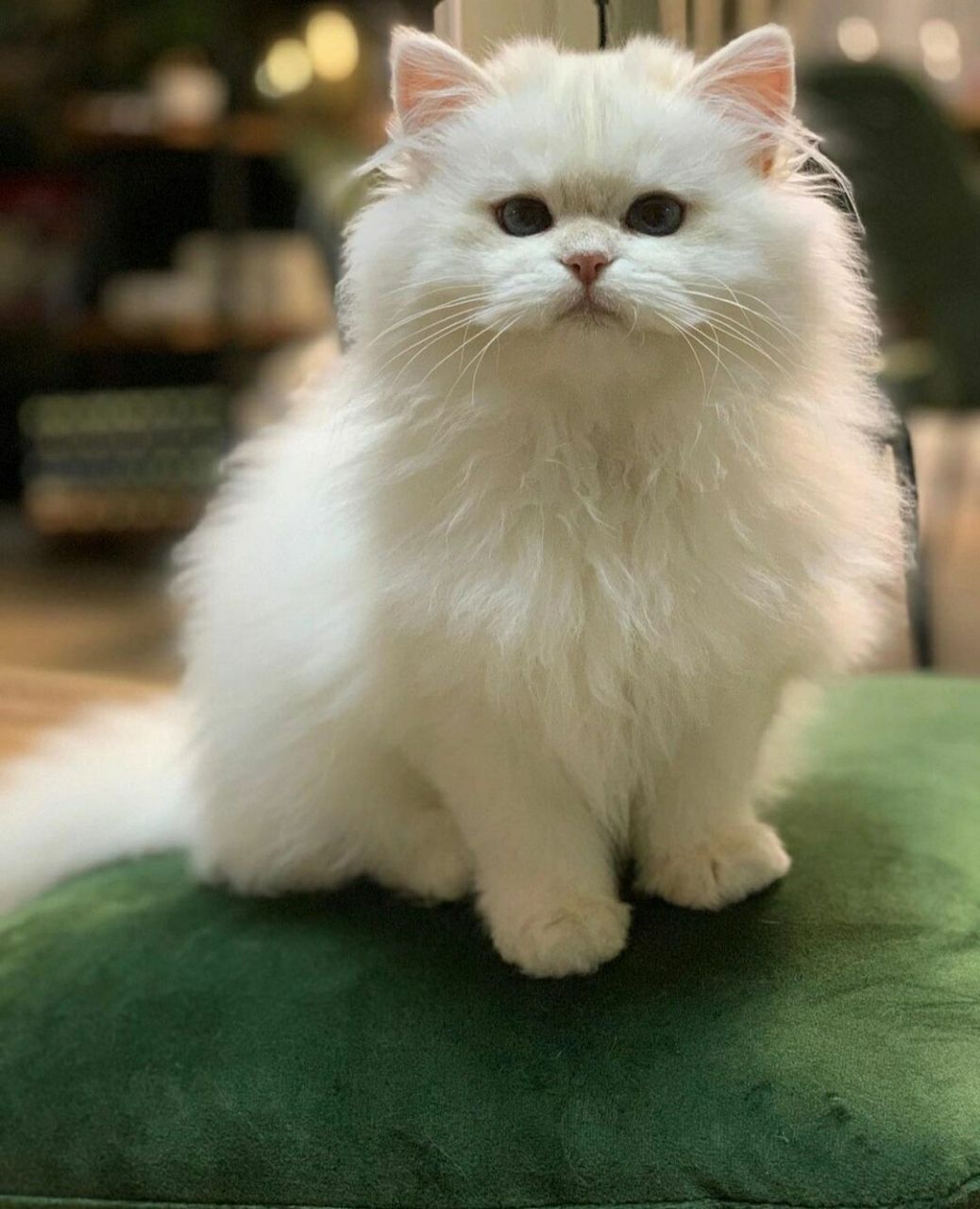 长毛金点一般多少90 其实想做繁育的,还是比较推荐养一只金点的 它